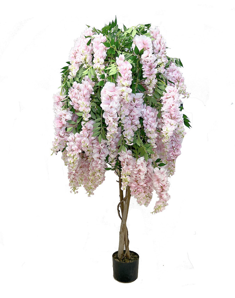 Strom wistarie 140cm